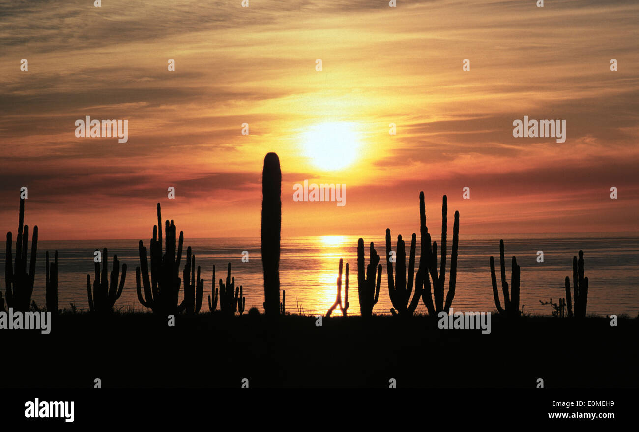 Die Sonne versinkt hinter einem Feld von riesigen Saguaro Kakteen, Golf von Kalifornien, USA (Carnegiea Gigantea) Stockfoto