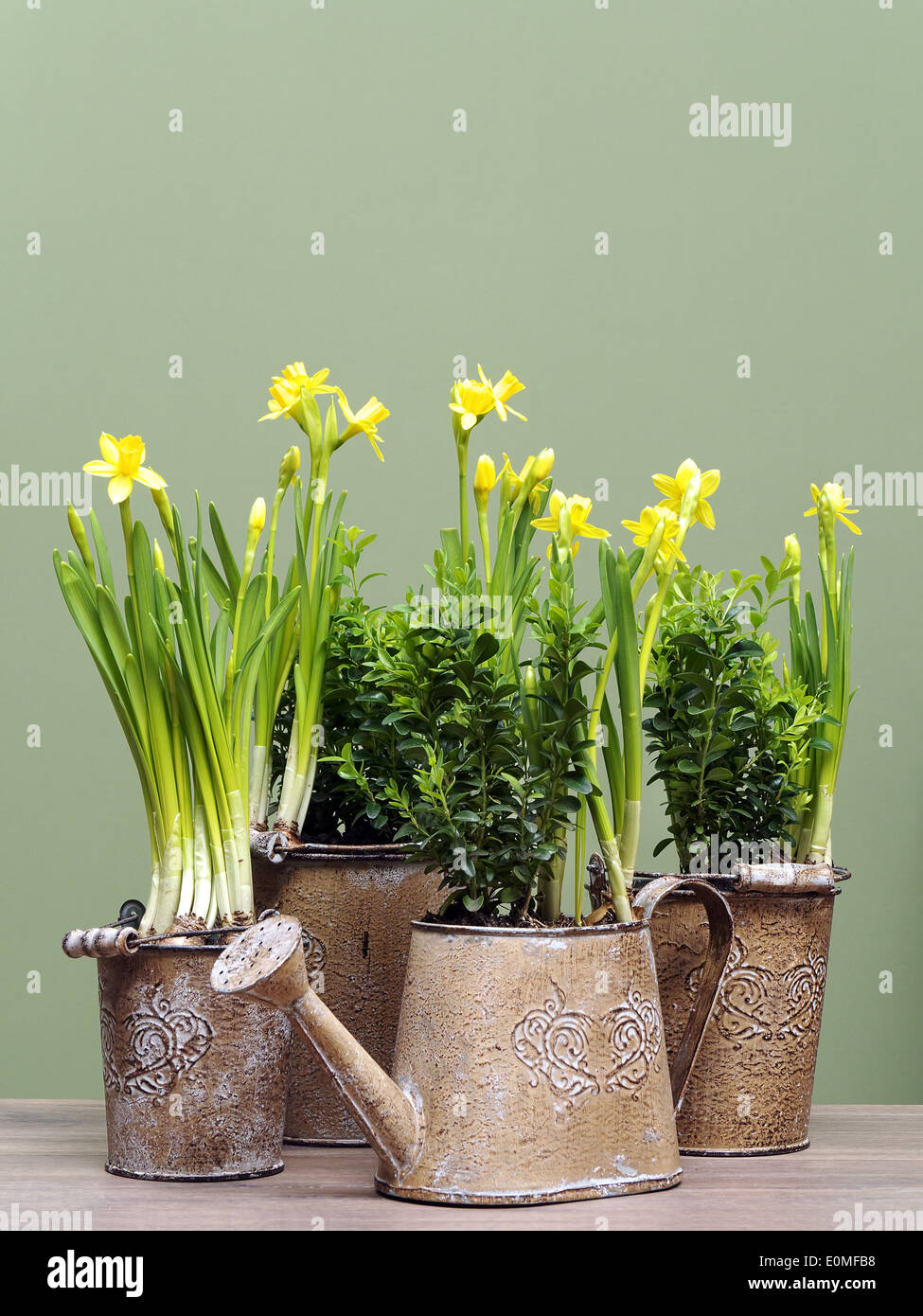 Reihe von frischen gelben Narzissen in Metall Eimer und Wasser kann auf grünem Hintergrund Stockfoto