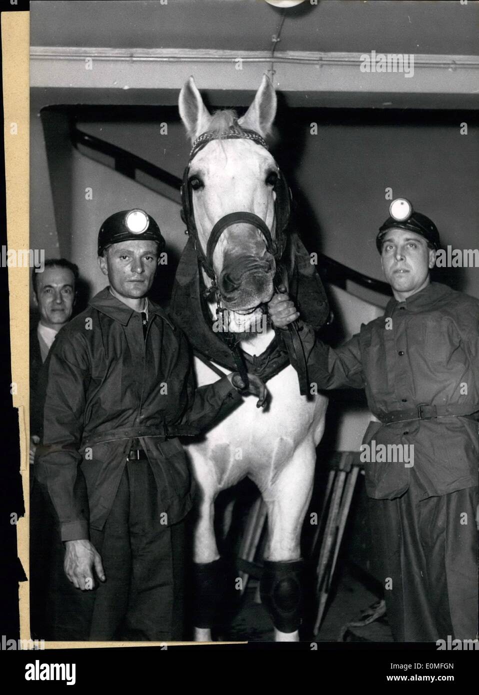 12. Dezember 1954 - das Pferd - durch seine Freunde Bergleute gerettet einen sehr alten weißen Pferd - KOHLEWAGGONS jahrelang IN einer KOHLENGRUBE an SAINT-NINEINE, Frankreich gezogen, er sei zu alt, zu tragen zu seiner Arbeit, um ihn vor dem Schlachthof retten seine Freunde, die Bergleute gesammelt genug Geld für seinen Unterhalt zu LAST für den REST des er des Tieres Leben. BERGLEUTE UND PFERD WURDEN BEI EINER GALA-SHOW ORGANISIERT VON DEN FREUNDEN DER NINAIS ANGEFEUERT. IM PALAIS DE CHALLOT, PARIS, TOANY Stockfoto