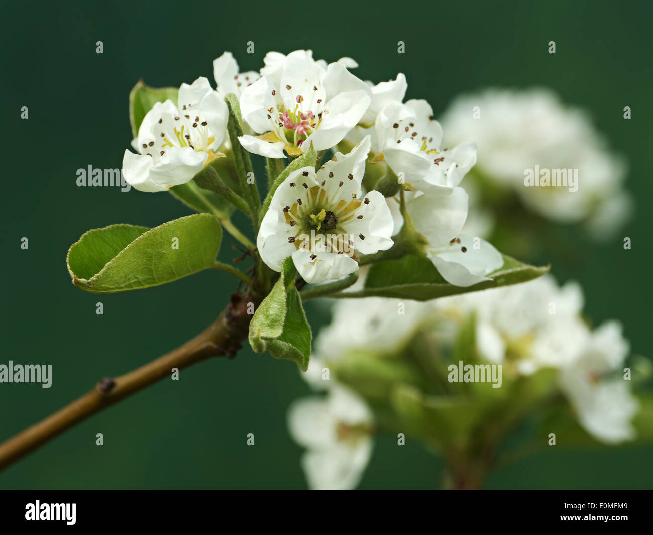 Nahaufnahme von Birnbaum mit blühenden Blumen Stockfoto