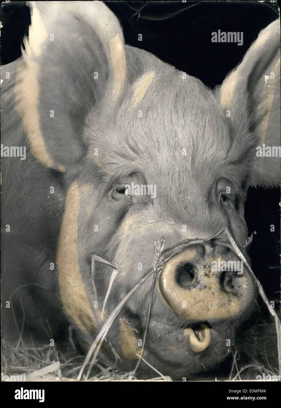 3. März 1955 - was ein Schwein! Mit einem Gewicht von 400 kg, gesehen auf der jährlichen landwirtschaftlichen Show statt an der Porte de Versailles, Paris Normandie Schwein. Stockfoto