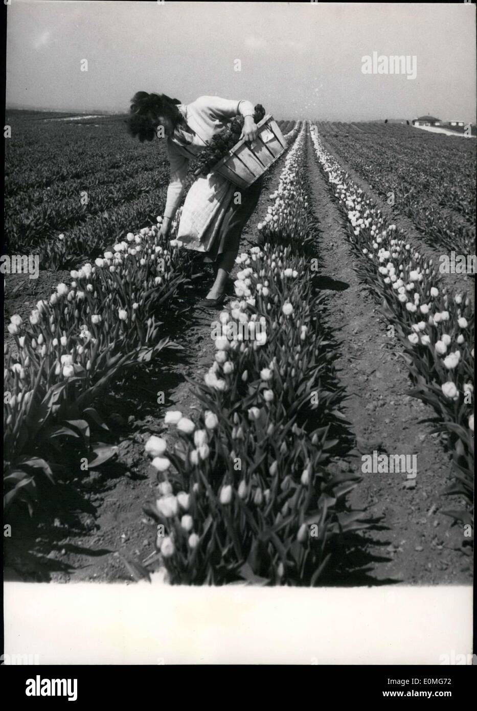 18. April 1955 - nimmt ein junges Mädchen Blumen aus die Tulpenfelder Gonesse in Seine-et-Oise.  UNS Stockfoto