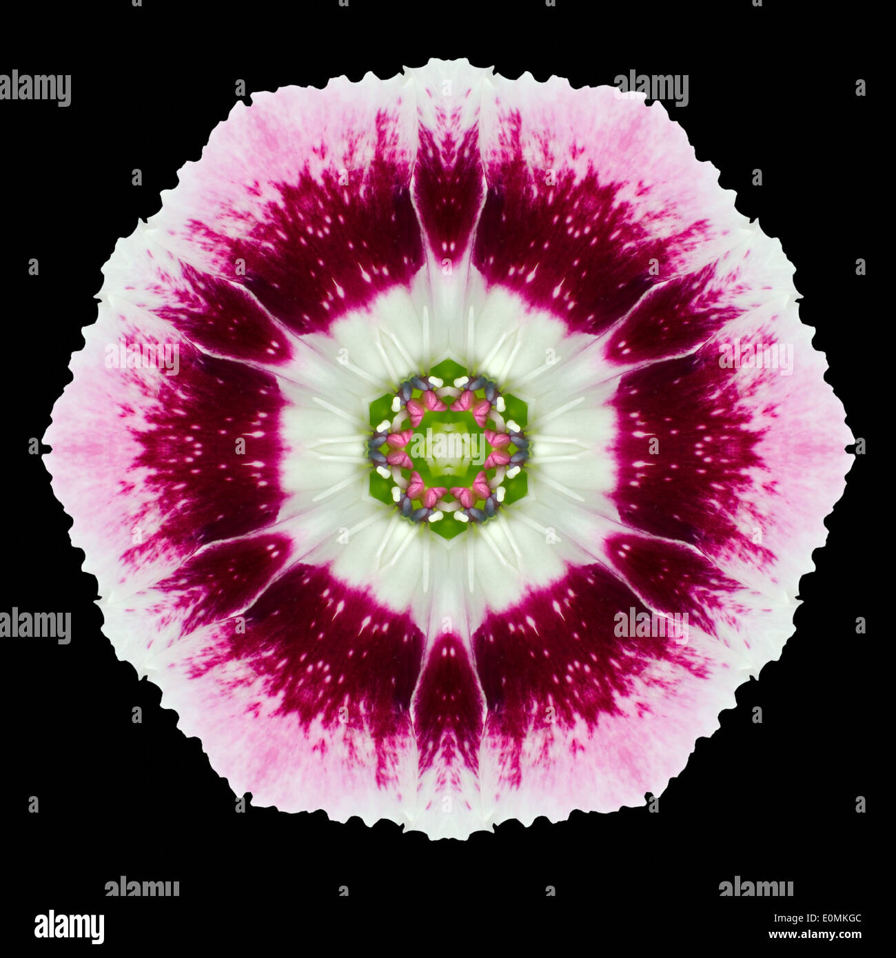 Rosa lila Mandala Nelke Blume. Kaleidoskopische Gestaltung isoliert auf schwarzen Hintergrund Stockfoto