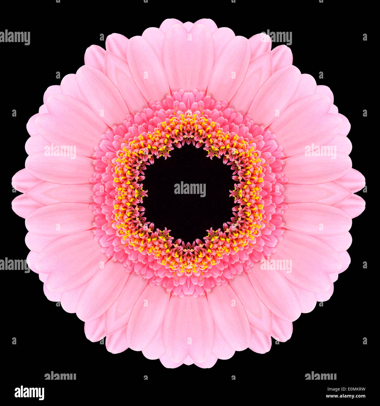 Rosa Mandala Gerbera Blume. Kaleidoskopische Gestaltung isoliert auf schwarzen Hintergrund Stockfoto