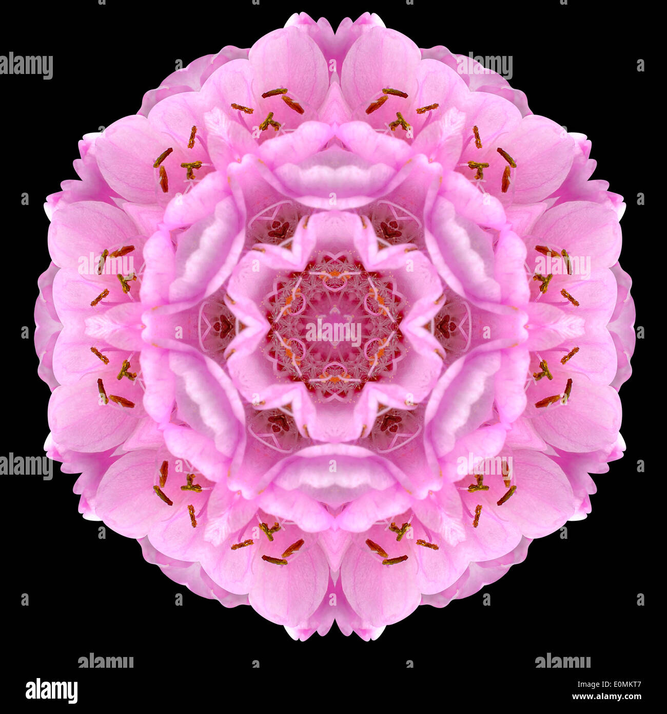 Rosa Mandala Ball Dombeya Blume. Kaleidoskopische Gestaltung isoliert auf schwarzen Hintergrund Stockfoto