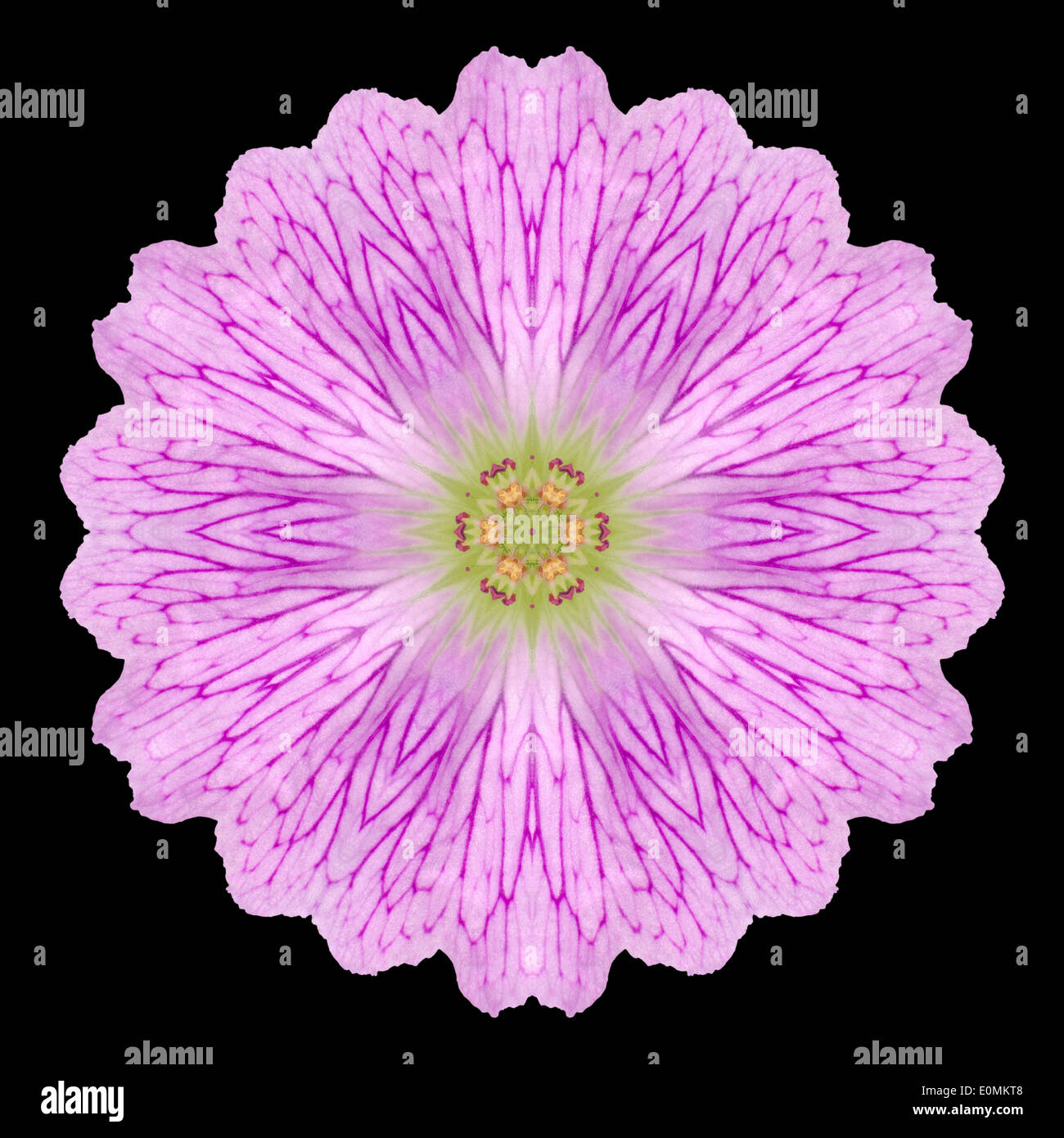 Wilde Blume rosa Mandala. Kaleidoskopische Gestaltung isoliert auf schwarzen Hintergrund Stockfoto