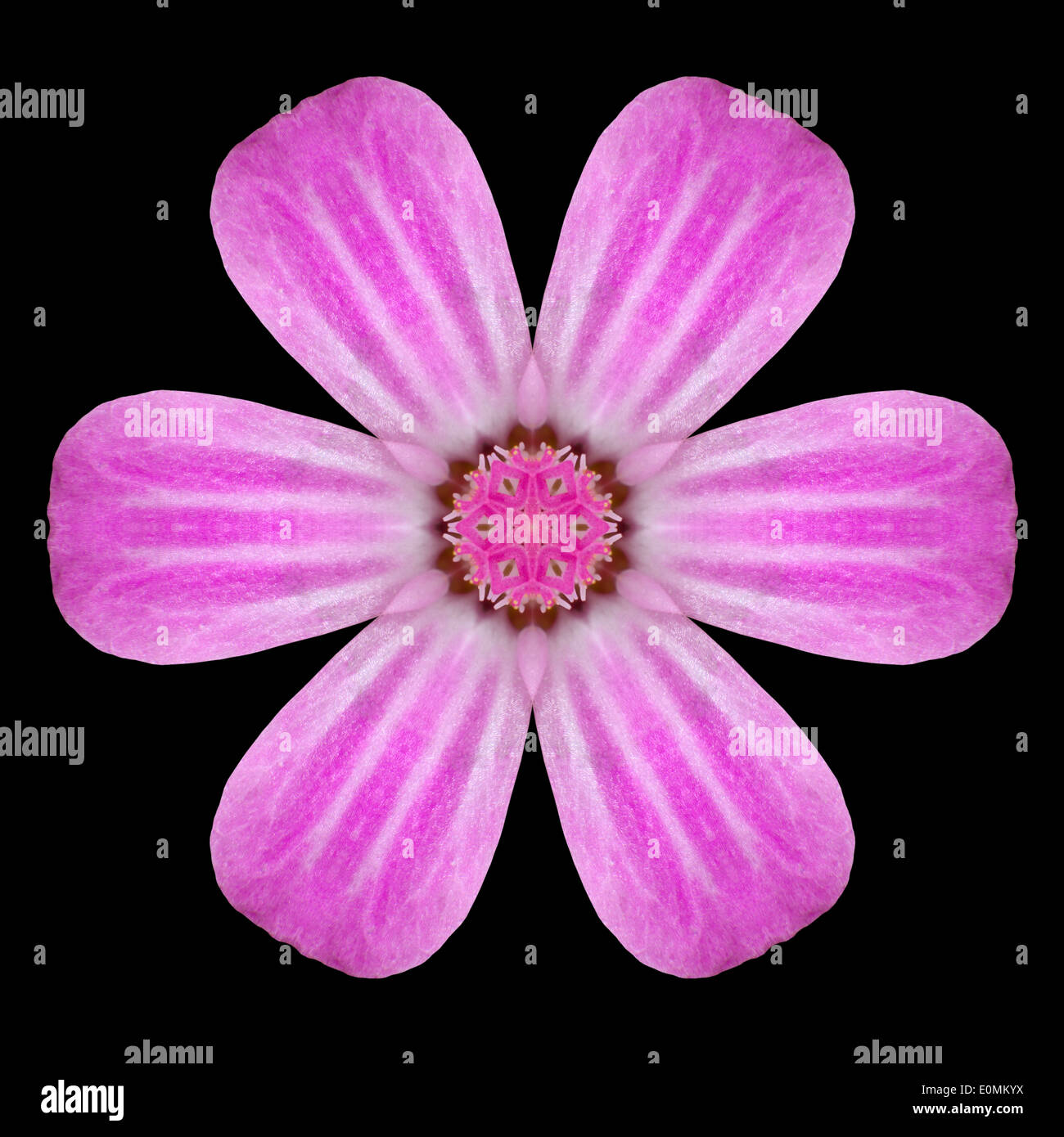 Rosa-Mandala-Blume. Kaleidoskopische Gestaltung isoliert auf schwarzen Hintergrund Stockfoto