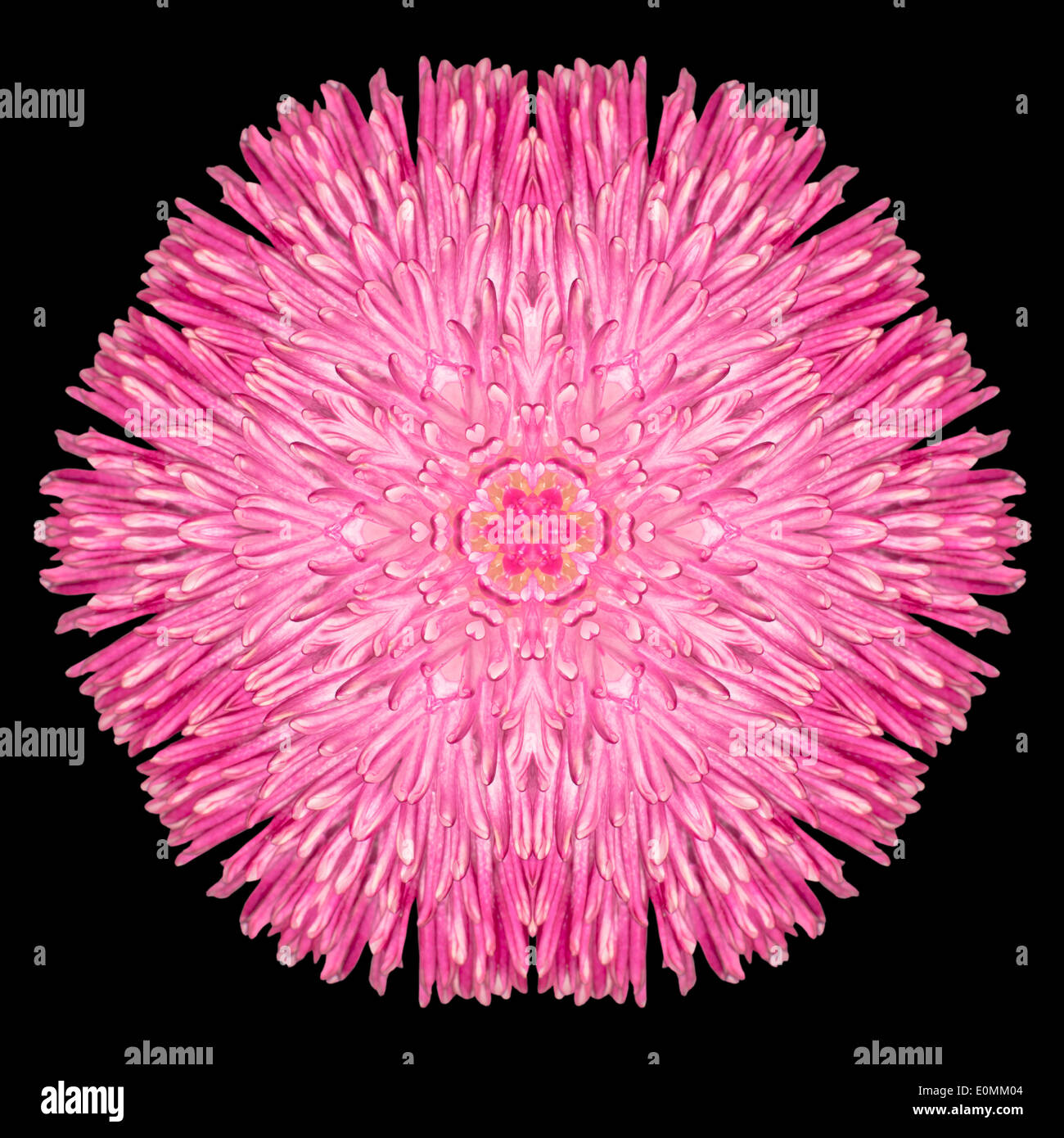 Rosa lila Mandala Blume. Kaleidoskopische Gestaltung isoliert auf schwarzen Hintergrund Stockfoto