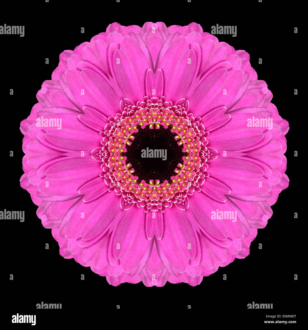 Lila Mandala Gerbera Blume. Kaleidoskopische Gestaltung isoliert auf schwarzen Hintergrund Stockfoto