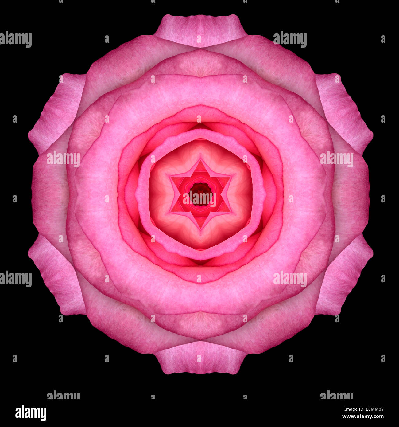 Rosa Rose Blume-Mandala. Kaleidoskopische Gestaltung isoliert auf schwarzen Hintergrund Stockfoto