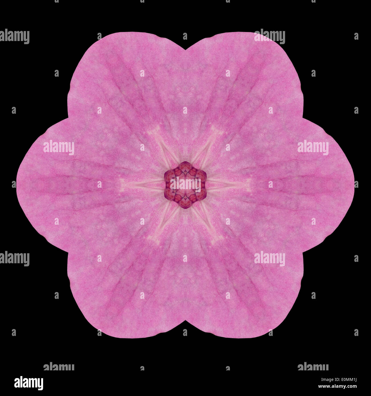 Rosa Hortensie Blume-Mandala. Kaleidoskopische Gestaltung isoliert auf schwarzen Hintergrund Stockfoto