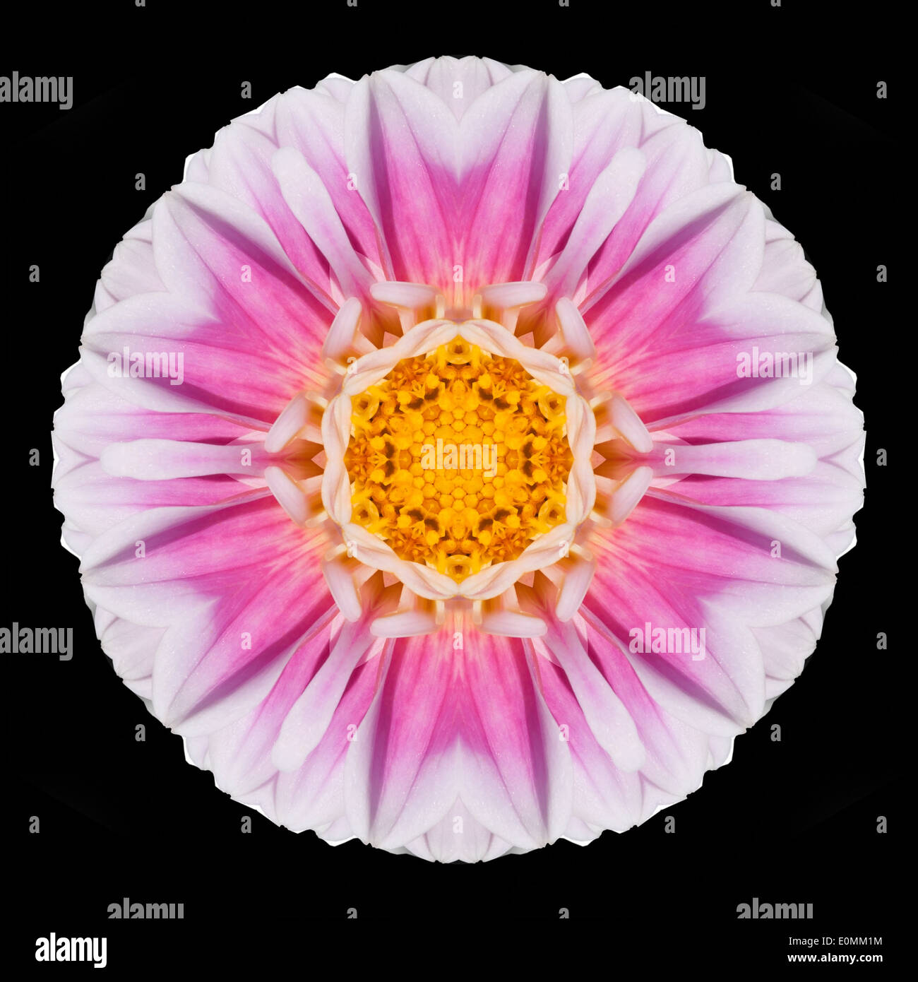 Rosa lila Mandala Blume. Kaleidoskopische Gestaltung isoliert auf schwarzen Hintergrund Stockfoto