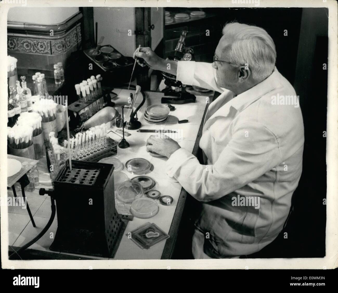 11. November 1955 - Penicillin Pionier stirbt - Sir Alexander Fleming hat plötzlichen Herzinfarkt. Sir Alexander Fleming, der Entdecker des Penicillins, starb plötzlich in seinem Londoner Haus heute an einem Herzinfarkt. Er war 73. Seine zweite Frau, ehemals Dr. Amalia Courtsouris von Athen, war mit ihm, als er starb. Foto zeigt: Eine Studie von Sir Alexander Fleming bei der Arbeit in seinem Labor an St. Marien Krankenhaus angeschlossen. Stockfoto