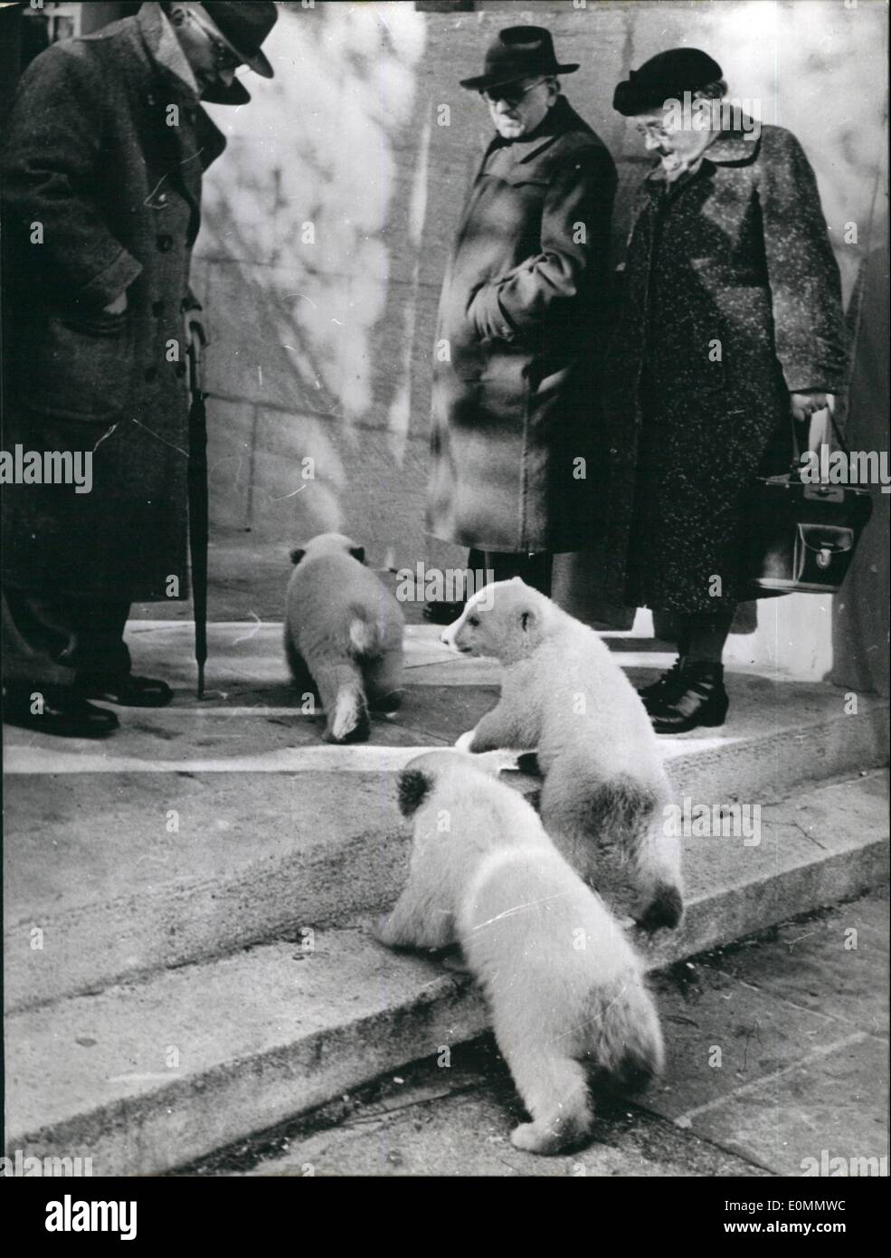 3. März 1956 - Junge Eisbären auf einem Spaziergang: In Nürnberg zoologischen Gärten, der Junge Eisbären sind für einen Spaziergang. Wie Sie, diese junge sehen Benehmen Tiere sich ganz gut! Stockfoto