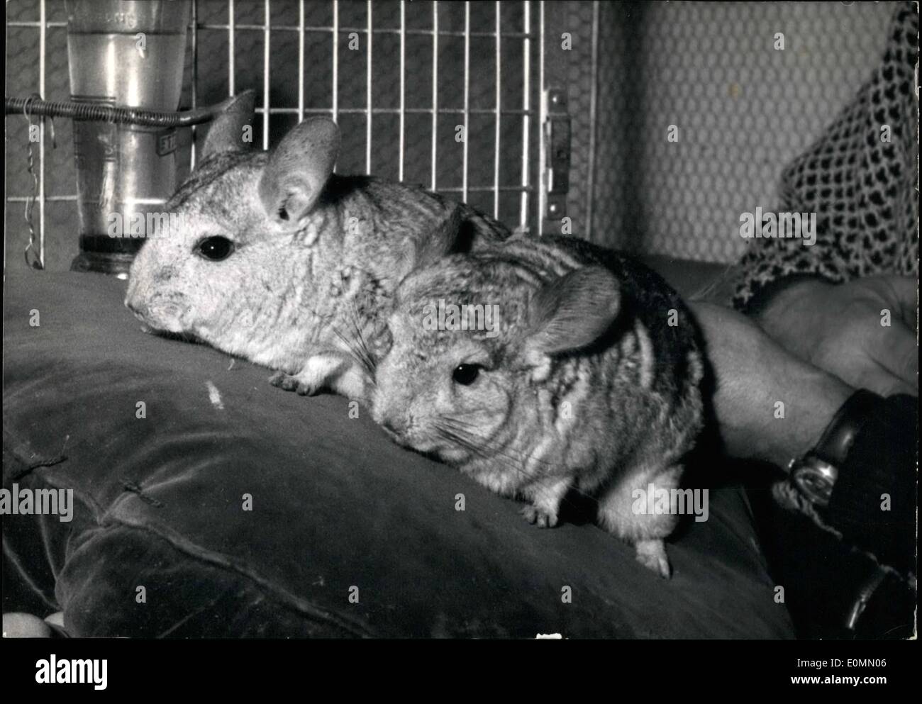 12. Dezember 1955 - für 320.000 FCS Sie können starten Sie Chinchillas: 320.000 FCS ist der Preis für ein paar Chinchillas (320 LBS), obwohl die Initialen Preis etwas hoch erscheint, TT gilt als eine gute Investition für Chinchillas gute Zuchttiere und ein Chinchilla Fell verkauft leicht 40.000FCS sind. Das Foto zeigt ein paar Chinchillas in eine Ausstellung, die gerade in Paris eröffnet. Stockfoto