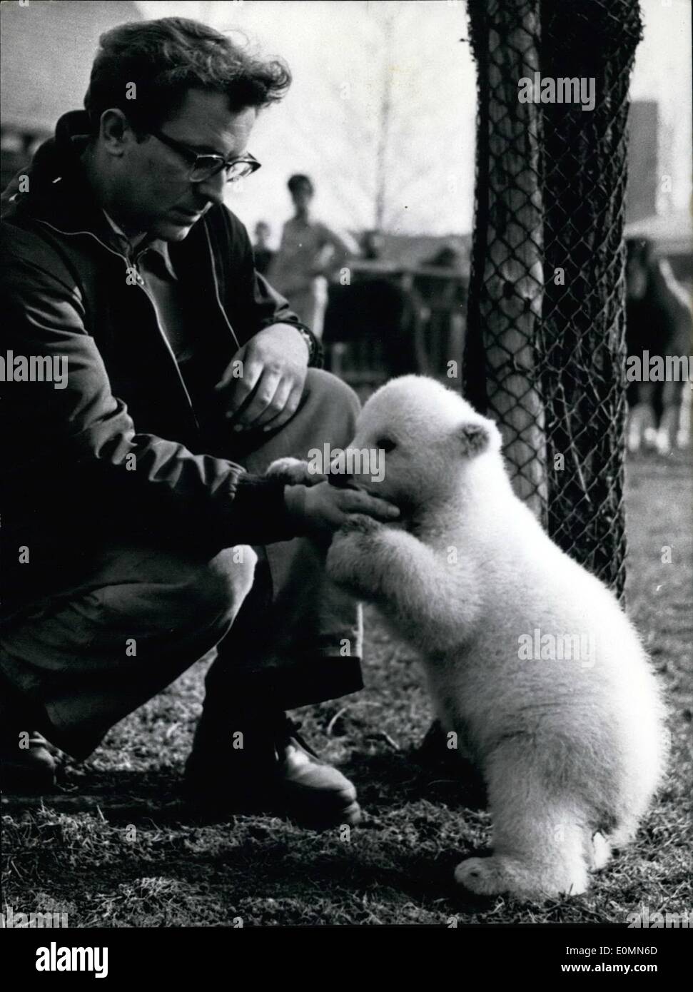 3. März 1956 - eine Nachricht von der zoologischen Gärten in Frankfurt. Es entstehen junge Eisbären, der Zoologische Garten unternahm eine eine künstliche Zucht, Fütterung der jungen Bären durch die Flasche. Dieser Versuchung war nur einmal im Jahr 1943 erfolgreich!. Foto zeigt die jungen Bären gefüttert durch seine "Krankenschwester" Stockfoto