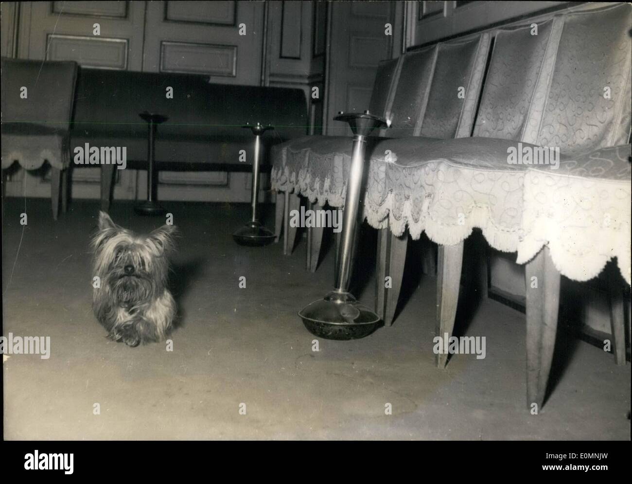 1. Januar 1956 - Maskottchen Hund bereit für Moden S.Day: Pierre Clarence, den berühmten Paris-Schneiderin hat eine Maskottchen: sein Haustier von Clovis '''', der immer anwesend ist der "Premiere". Fotoshows '' Clovis'' sieht Forlon und einsam in der leeren Salon am Vorabend des '' D'' aber warten bis morgen! Stockfoto