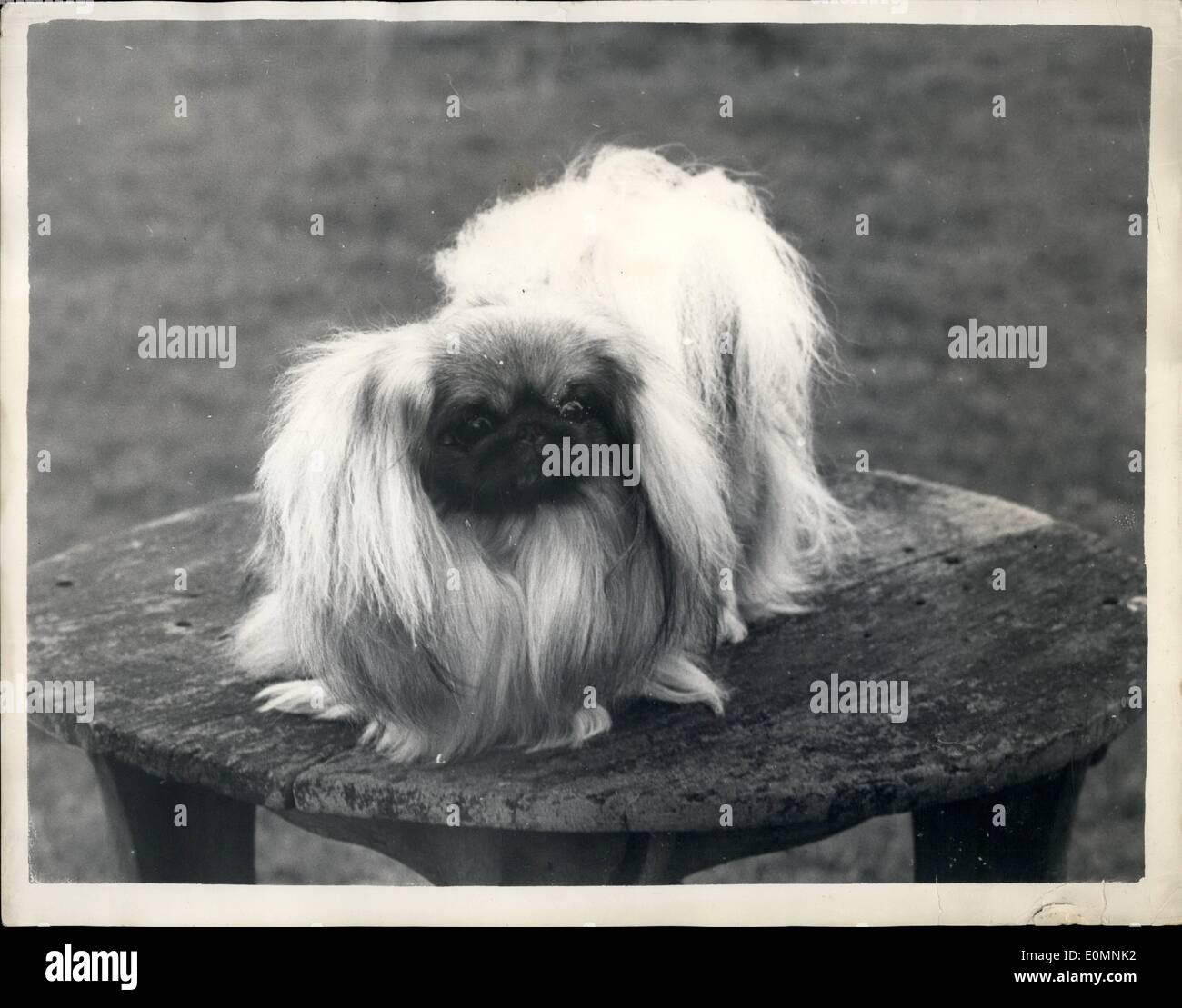 1. Januar 1956 - Eigentümer weigert sich 0,500 für Pekinese: Miss Marry de Pledge, The Orcghard, Bracknell, Berks, letzte Woche lehnte ein Angebot von 10.000 Ons von Mr.Aubrey Jones, von Montreal, im Namen eines amerikanischen Käufer für ihr Pakinese, Champion Ku-Ku der Vam, die sie als Welpe für 100 Guineen gekauft. Ku-Ku, 31/2 Jahre Beute - ist der Vater von 100 Welpen. Foto zeigt Champion Caversham Ku-Ku von Yam, dessen Besitzer, Miss Mary de Pledge, ein Angebot von 10.000 Guineen lehnte. Stockfoto