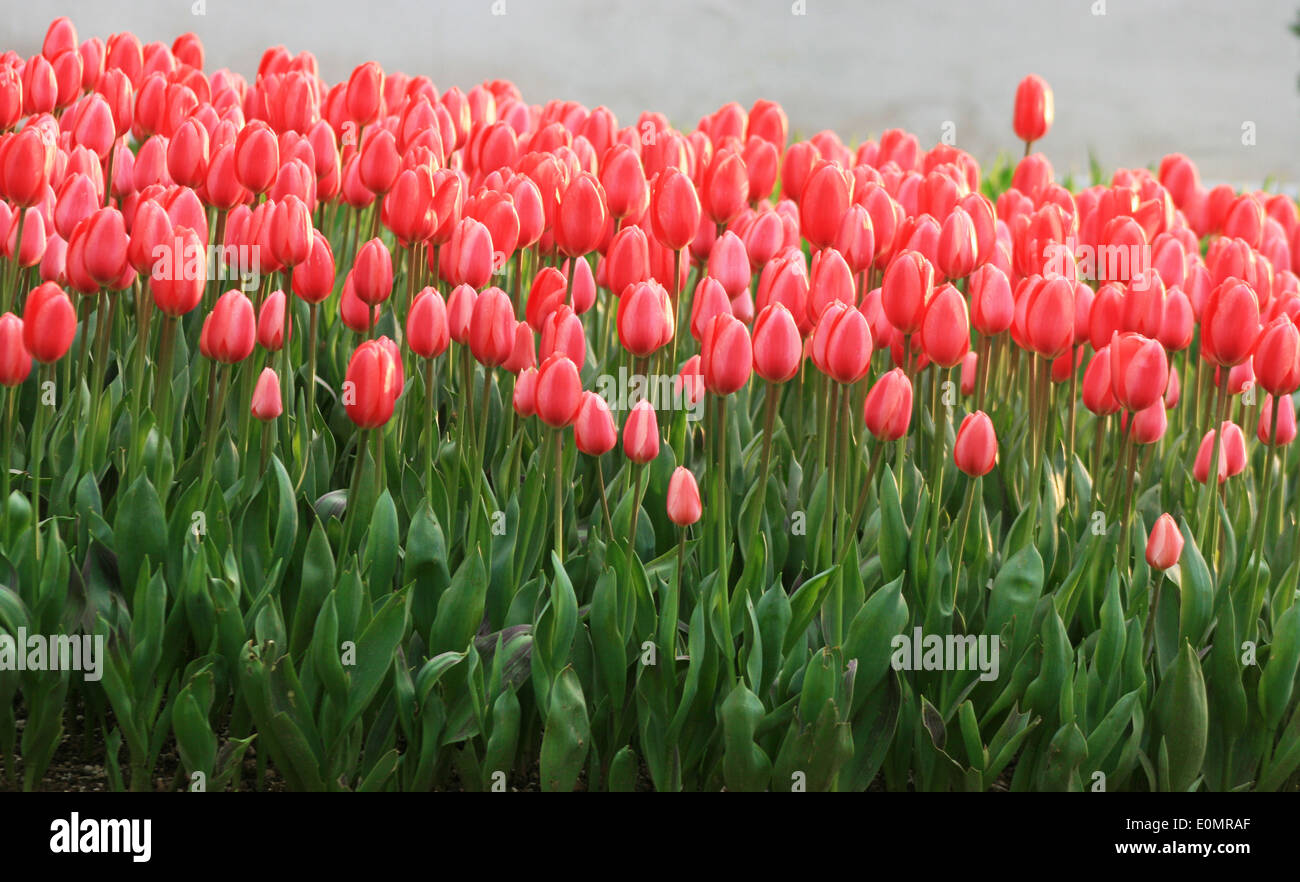 Dunkel rosa Tulpen, der besonderen Art Stockfoto