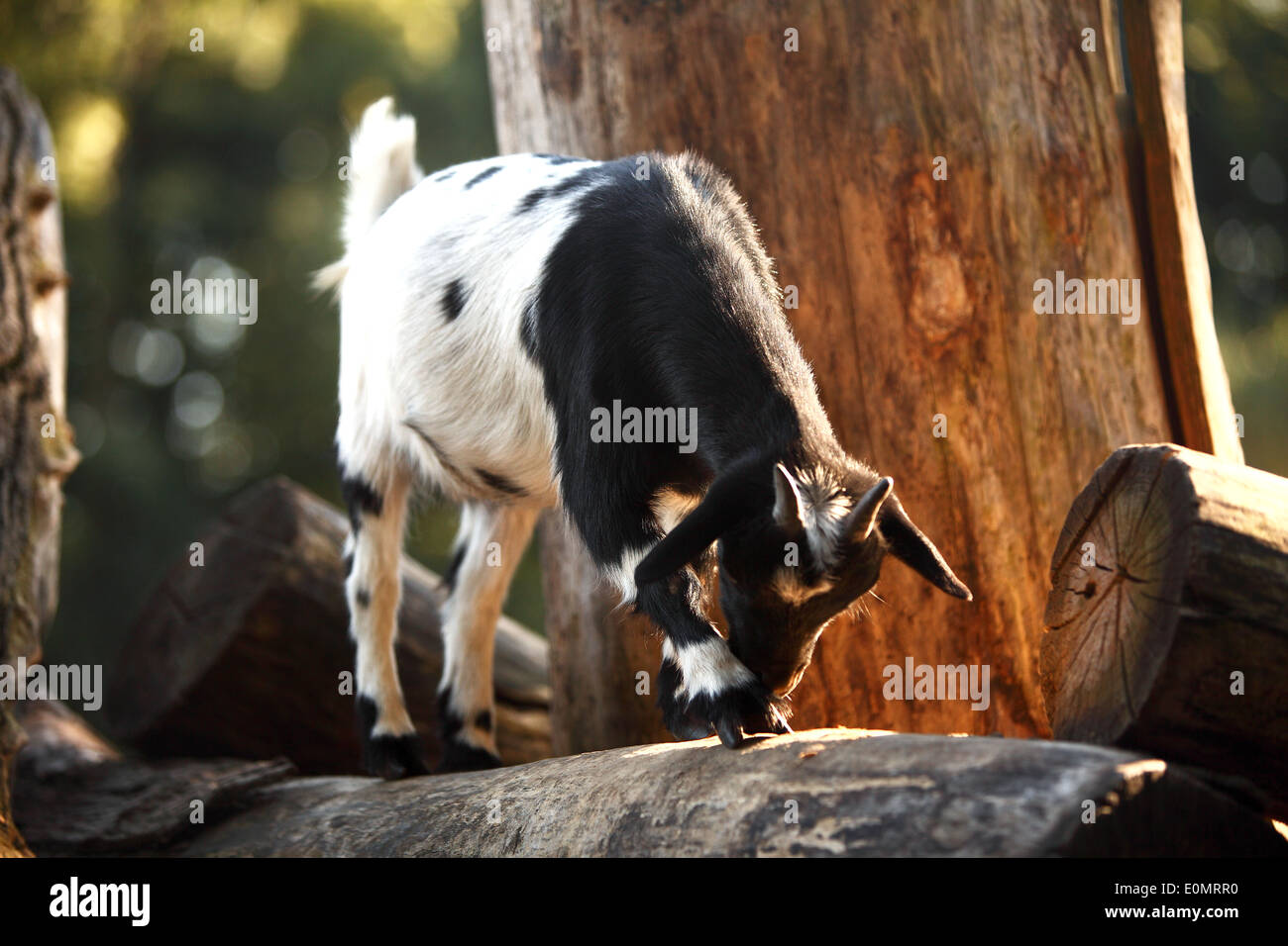 Gefleckte Ziege Stockfotos & Gefleckte Ziege Bilder Alamy