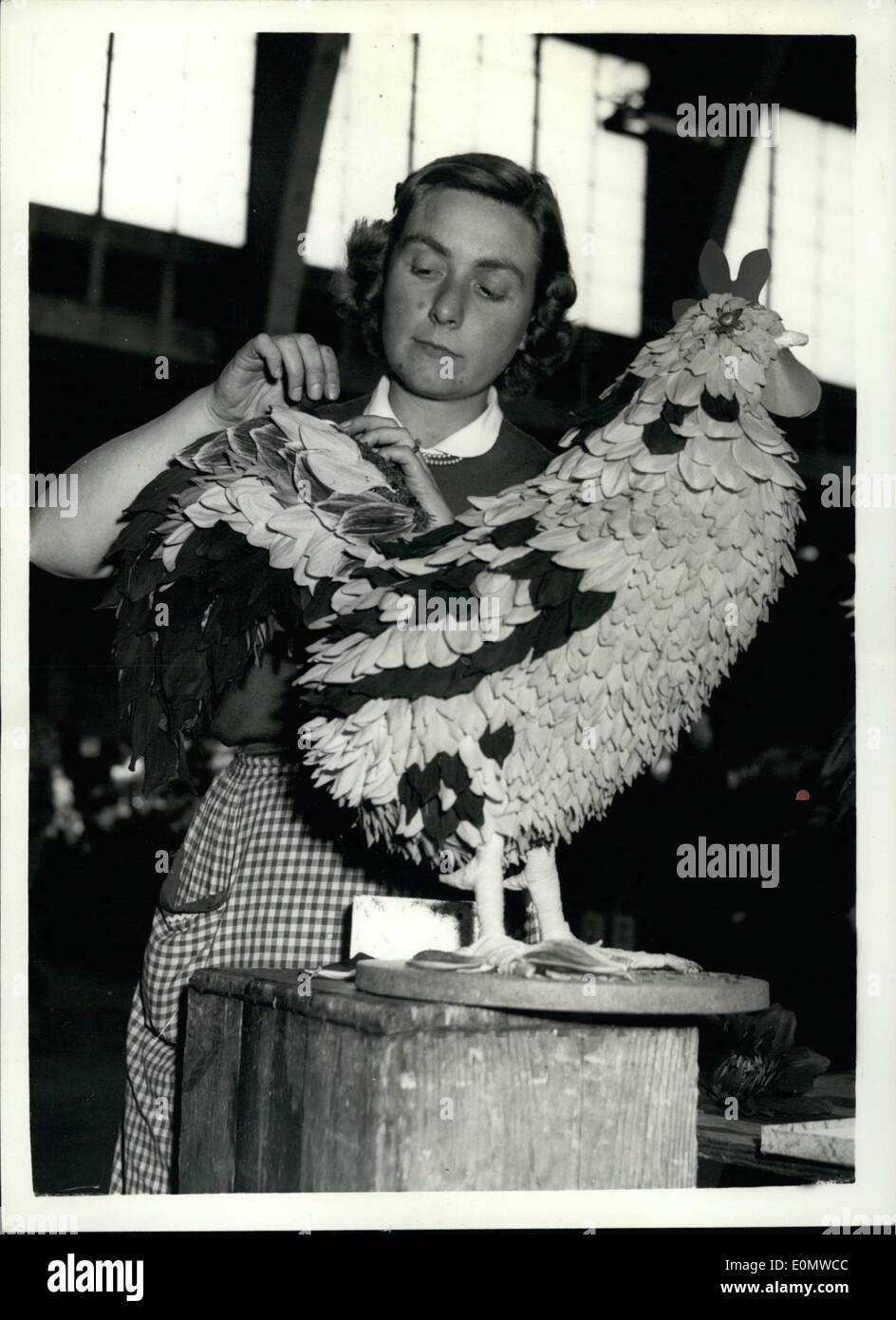 Sept. 09, 1956 - National Dahlia Society-Show in der Royal Horticultural Hall: Foto zeigt Frau J. Stoke, der Cheam, Surrey, arbeiten auf ihre Ausstellung von Kaninchen, arbeitete in Dahlie Blütenblätter, zum Abschnitt "Floral Design" der Show heute Morgen. Stockfoto