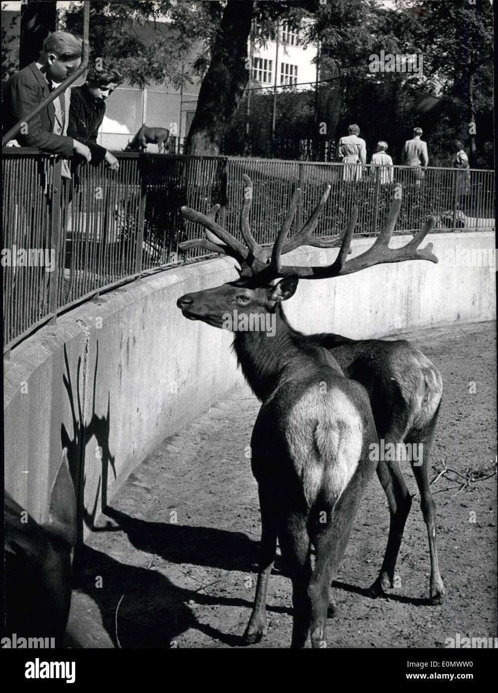 10. Juli 1956 - was ist das? Bild zeigt eine Bühne mit zwei Schwänzen in Franfurt Zoo Burgen gefunden? (Schauen Sie sich den Schatten und finden Sie zwei Hirsche) Stockfoto