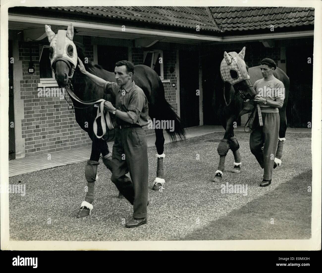 17. Juli 1956 - 17.7.56 das Wunder, dass italienische Rennpferd zieht in sein neues Quartier in Ascot Ã ¢ Â'¬â €œ Ribot, die Wunder-Rennpferd Stockfoto