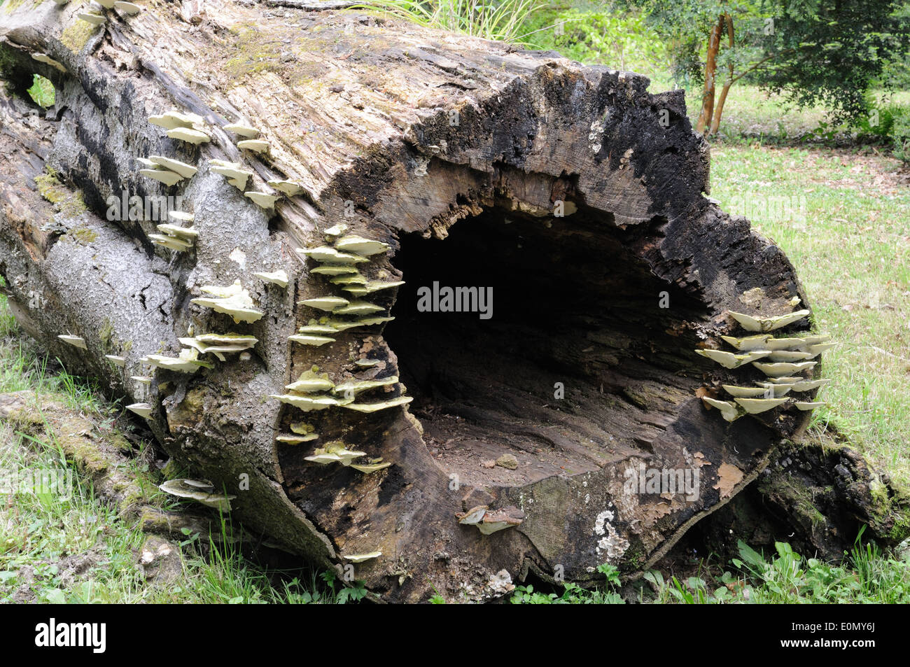 Halterung Pilze wachsen auf einem alten gefallenen Baumstamm Stockfoto