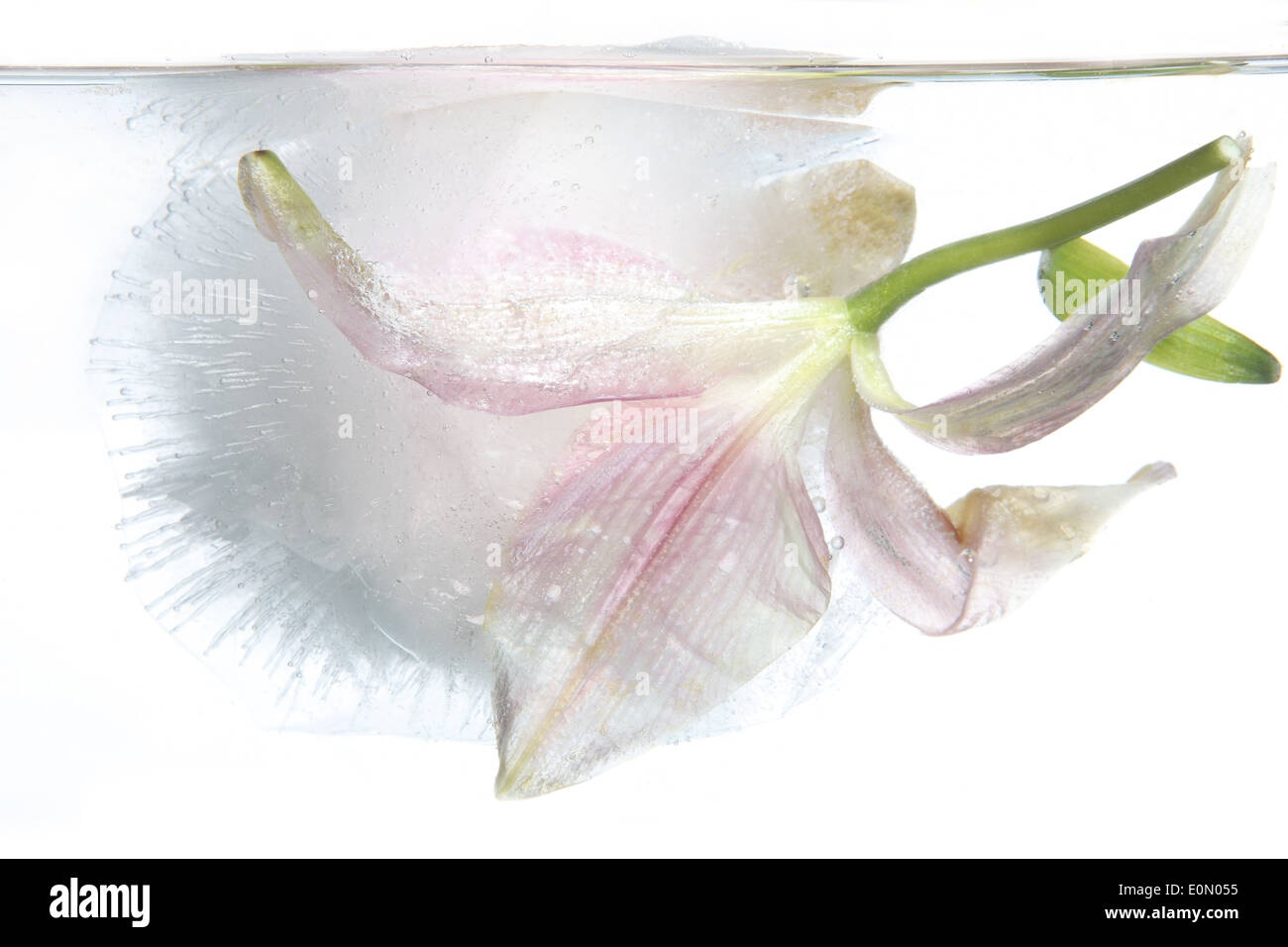 Gefrorene Lilie unter Eis Stockfoto
