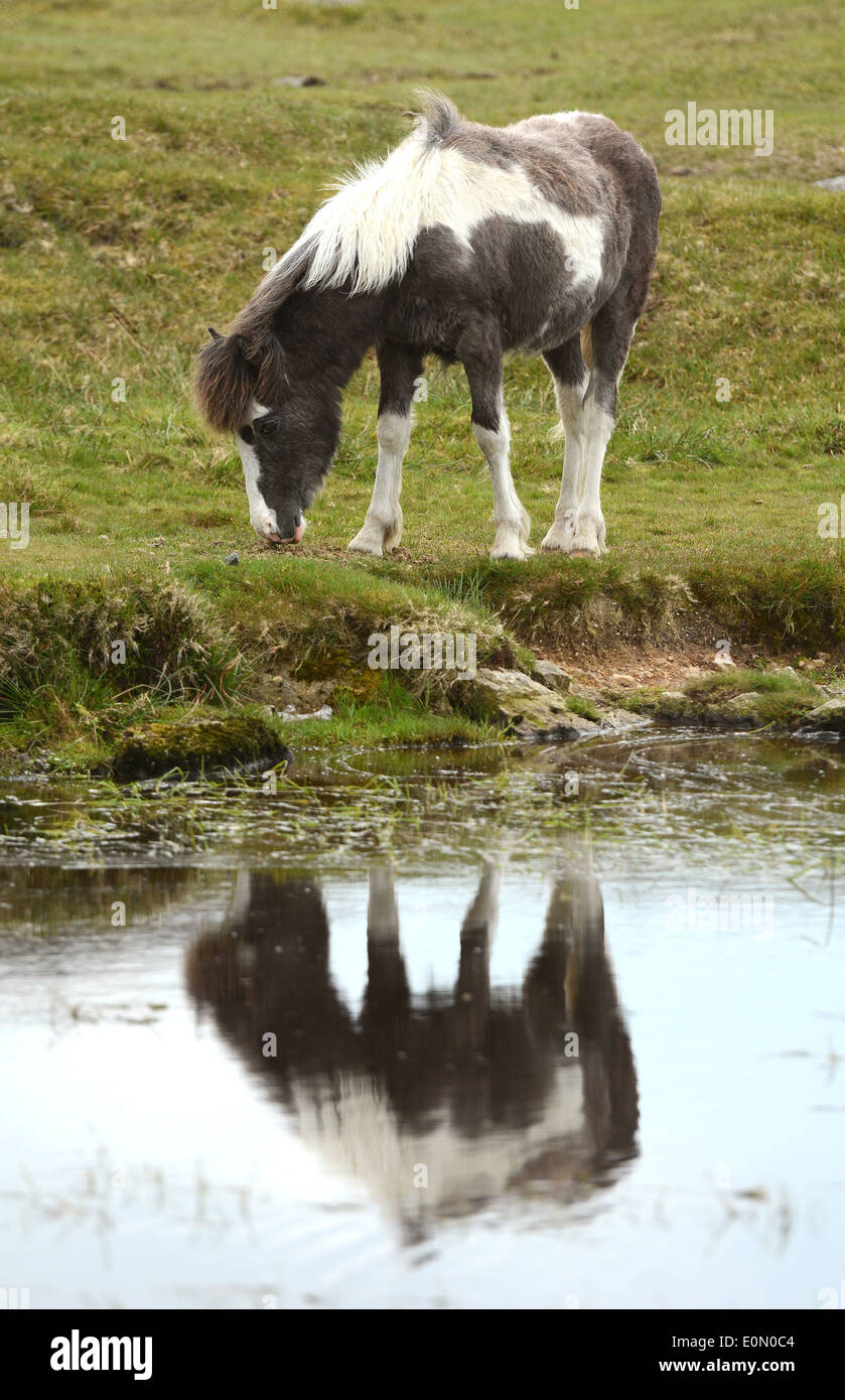 Dartmoor-Ponys in der Hitze abzukühlen und genießen Sie einen erfrischenden Drink auf Dartmoor. Stockfoto