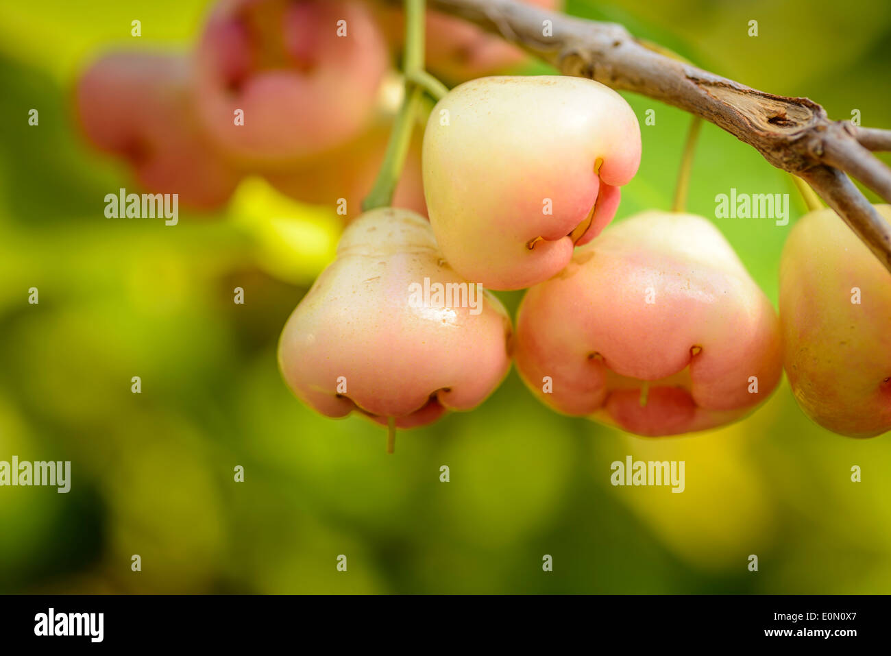 Rosa Java Äpfel auf dem Baum Stockfoto