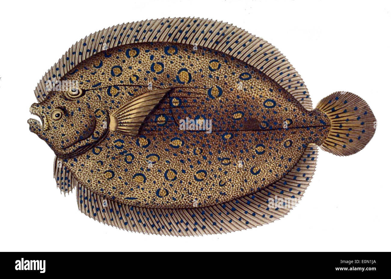 Bothus lunatus, auch bekannt als Tellerfisch oder Pfauenflunder, ist eine Art von Plattfischen, die in den tropischen und subtropischen Gewässern des Atlantiks vorkommt. Es ist bekannt für seine auffälligen Farbmuster und die Fähigkeit, sich zu tarnen. Stockfoto