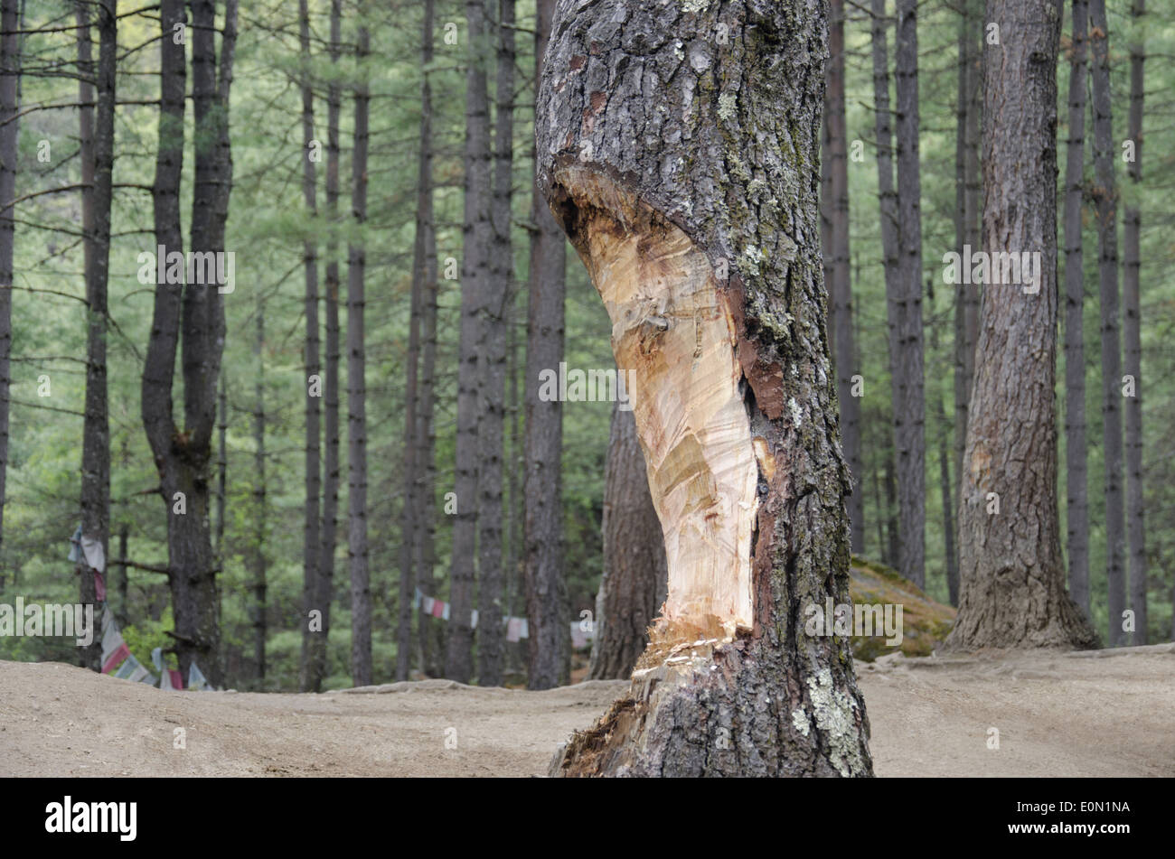 Ein geschnittener Baumstamm im Paro-Tal, Bhutan Stockfoto
