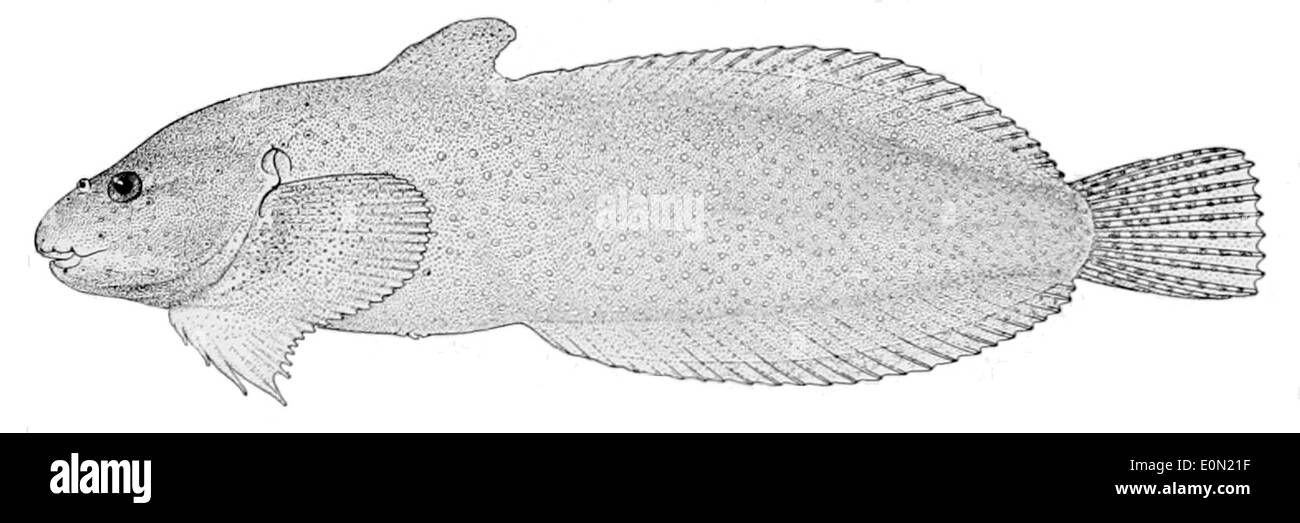 Liparis micraspidophorus ist eine Fischart, die in kalten Tiefseegebieten vorkommt. Er zeichnet sich durch seinen glatten Körper und seine geringe Größe aus, wodurch er sich gut für seinen Lebensraum in Tiefwasser eignet. Stockfoto