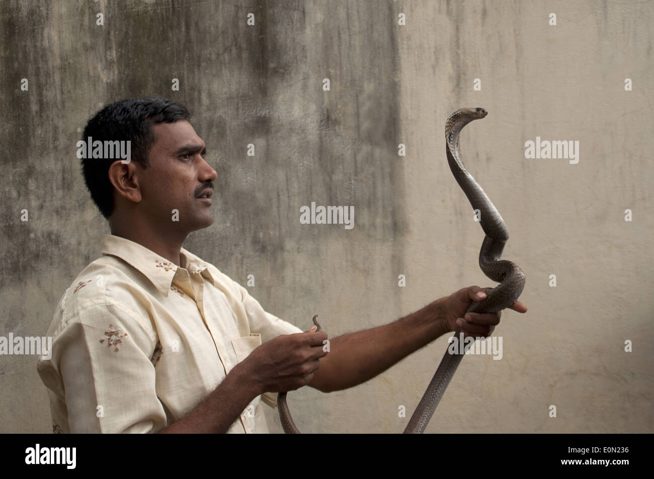 Ein Mann mit einer Kobra in der Hand im Rahmen der Naga Panchami. Maharashtra, Indien. Stockfoto