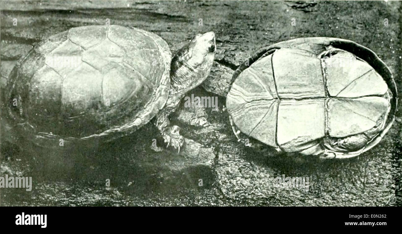 Kinosternon flavescens, die gelbe Schlammschildkröte, ist eine in den Vereinigten Staaten heimische Art. Er ist bekannt für seine charakteristischen gelben Markierungen und seine Vorliebe für Süßwasserhabitate wie Schlammteiche und langsam bewegte Bäche. Stockfoto