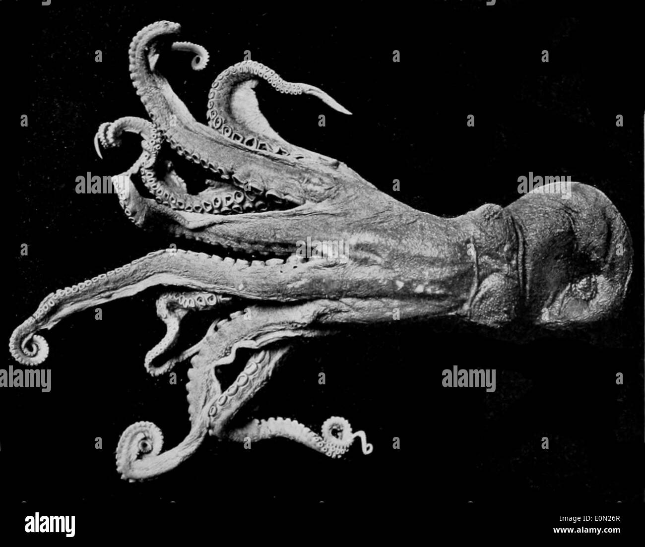 Enteroctopus dofleini, der riesige Pazifische Oktopus, ist die größte Art von Oktopus, die an den pazifischen Küsten Nordamerikas zu finden ist. Er ist bekannt für seine Intelligenz und seine Fähigkeit, sich zu tarnen. Stockfoto