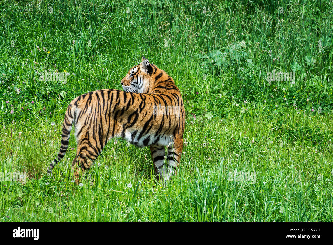 Bengal-Tiger (Panthera Tigris Tigris) ursprünglich aus Indien, Bangladesch, Nepal und Bhutan, Blick nach hinten Stockfoto