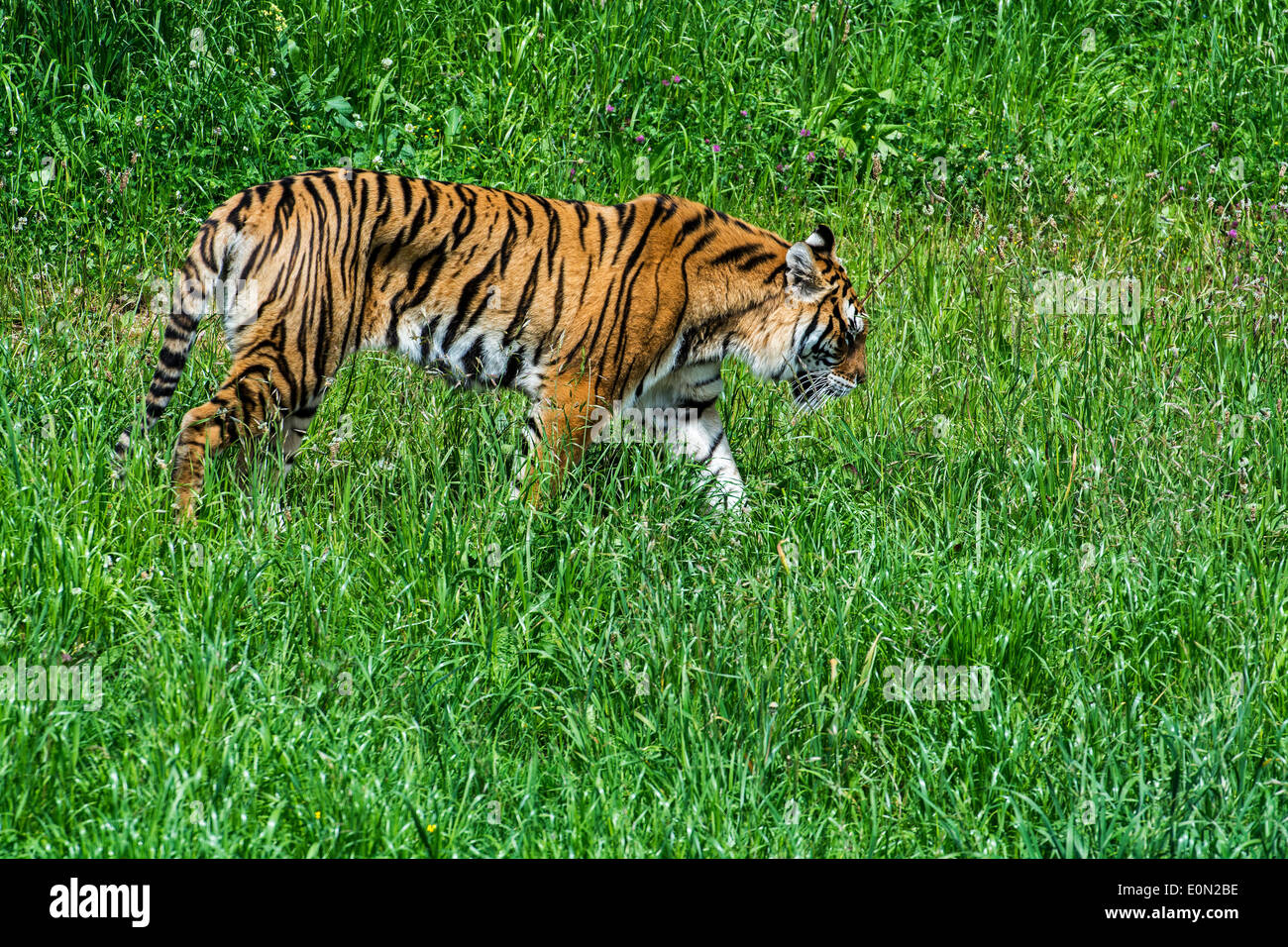 Bengal-Tiger (Panthera Tigris Tigris) ursprünglich aus Indien, Bangladesch, Nepal und Bhutan Wandern in Grünland Stockfoto