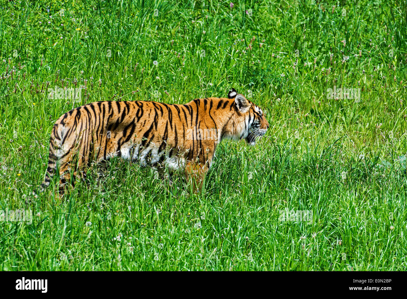 Bengal-Tiger (Panthera Tigris Tigris) ursprünglich aus Indien, Bangladesch, Nepal und Bhutan Jagd in Grünland Stockfoto