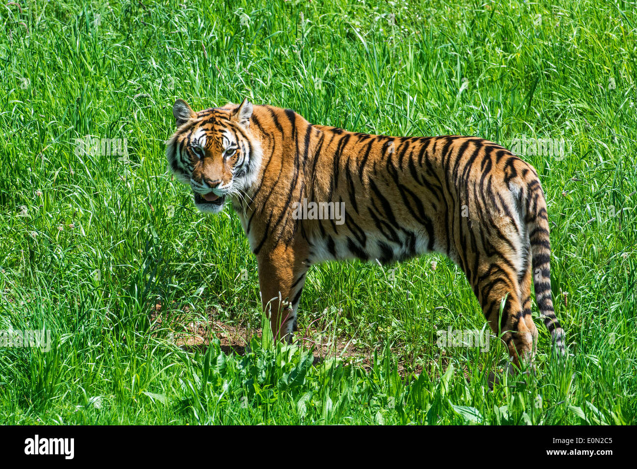 Bengal-Tiger (Panthera Tigris Tigris) ursprünglich aus Indien, Bangladesch, Nepal und Bhutan im Grünland Stockfoto
