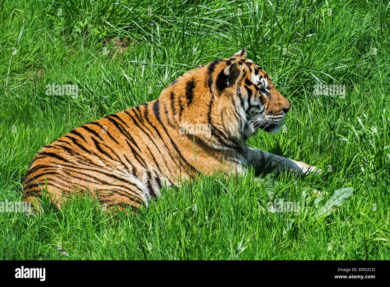Bengal-Tiger (Panthera Tigris Tigris) ursprünglich aus Indien, Bangladesch, Nepal und Bhutan ruht in Grünland Stockfoto