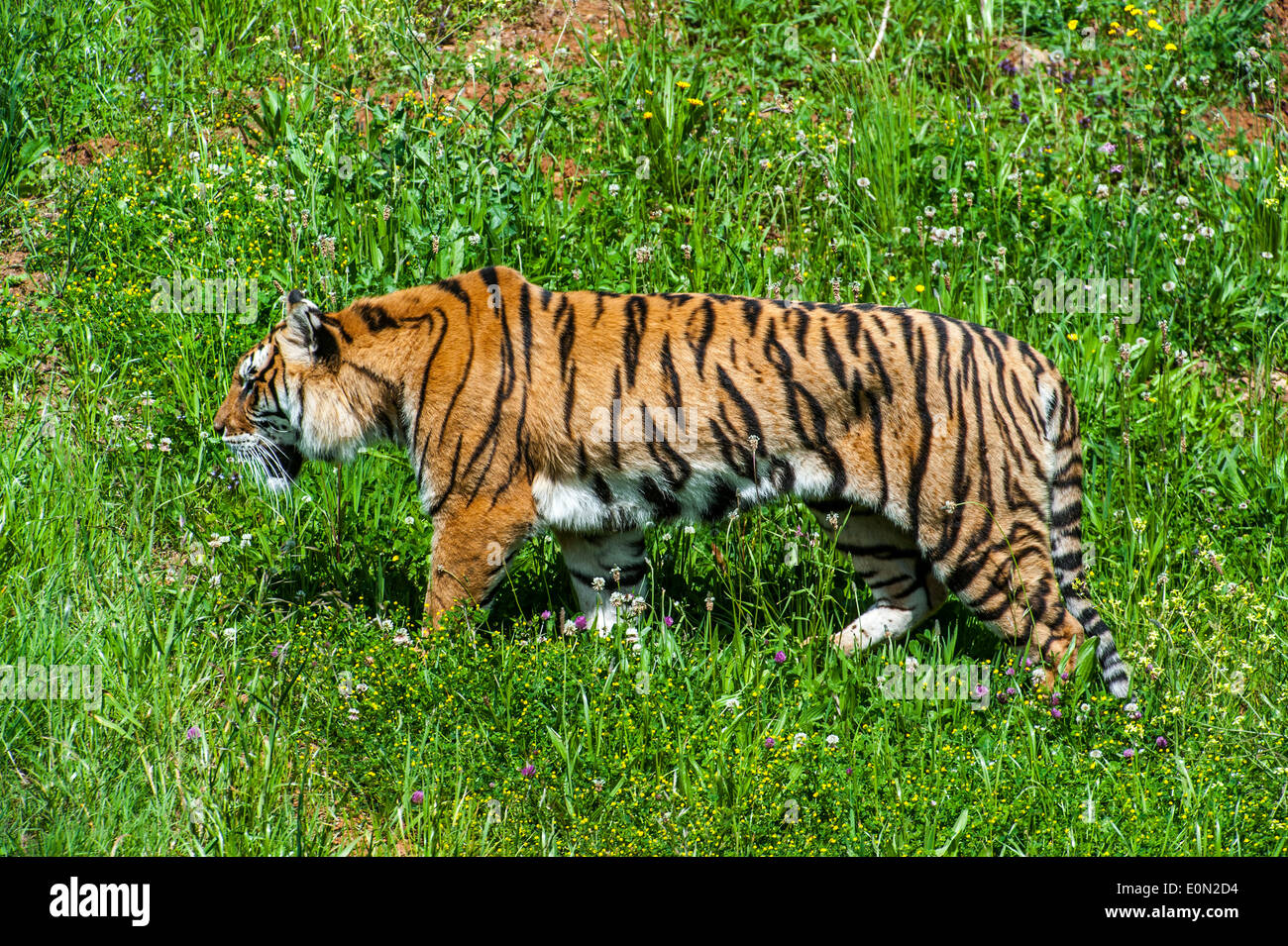 Bengal-Tiger (Panthera Tigris Tigris) ursprünglich aus Indien, Bangladesch, Nepal und Bhutan Wandern in Grünland Stockfoto