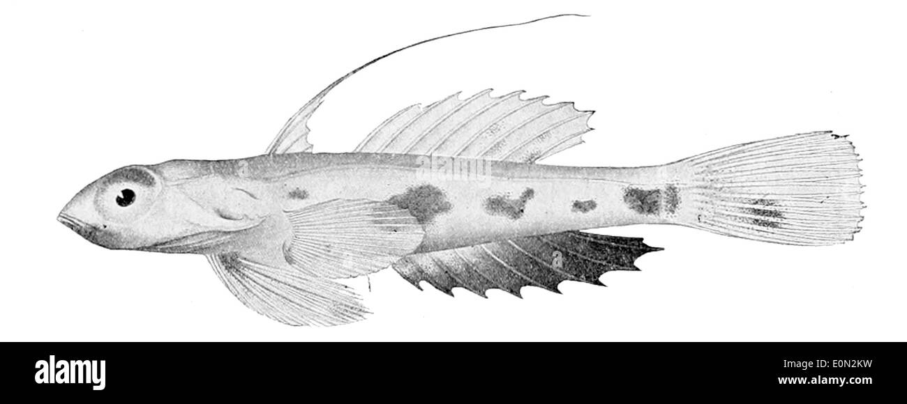 Synchiropus rubrovinctus, auch bekannt als der Rotbänderdrache, ist ein kleiner Fisch, der im westlichen Pazifik gefunden wird. Sie zeichnet sich durch ihre hellroten Markierungen und komplizierten Flossenmuster aus. Stockfoto