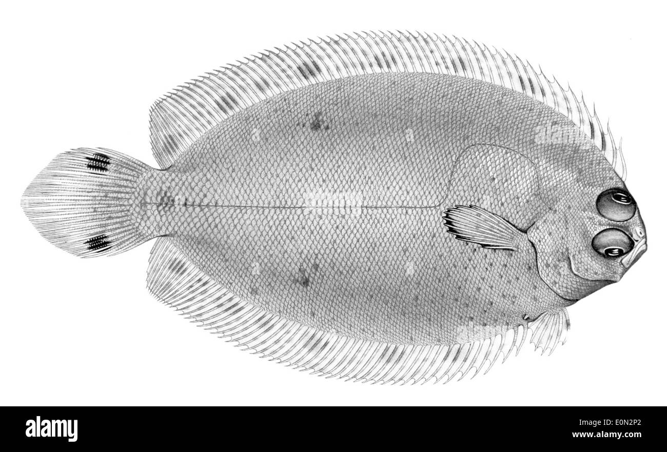Poecilopsetta hawaiiensis, auch bekannt als hawaiianischer Flunder, ist eine Art von Plattfischen, die auf den hawaiianischen Inseln endemisch ist. Sie zeichnet sich durch ihren ovalen Körper aus, beide Augen auf der rechten Seite, und durch eine Färbung, die sich mit dem sandigen Meeresboden verschmilzt. Typischerweise findet er sich in Tiefen zwischen 10 und 100 Metern, besiedelt sandige und schlammige Substrate und ernährt sich von kleinen Wirbellosen und Fischen. Stockfoto