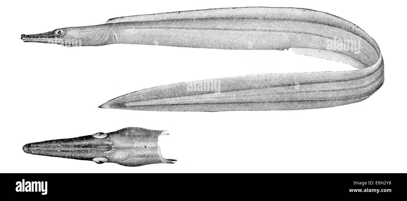 Nettastoma parviceps ist eine Art von Tiefseeaal, die im Atlantik vorkommt. Er ist bekannt für seinen langgestreckten Körper und seine einzigartige Kopfform, die für das Leben in den Tiefen des Ozeans angepasst ist. Stockfoto