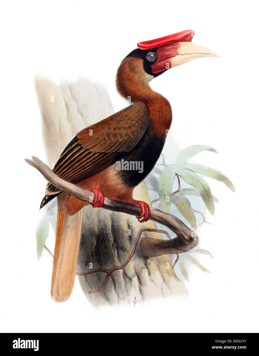 Buceros hydrocorax mindanensis, auch bekannt als Mindanao-Hornvogel, ist eine Unterart des Hornvogels auf den Philippinen. Es ist bekannt für sein unverwechselbares Casque und sein lebhaftes Gefieder. Stockfoto