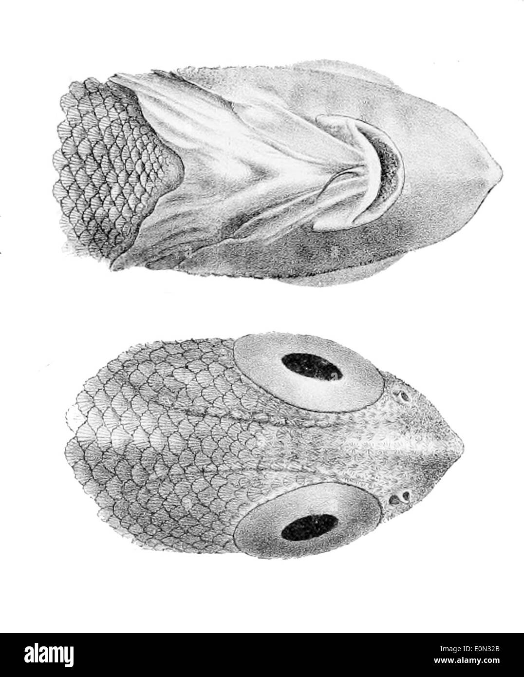 Coelorinchus fasciatus Stockfoto