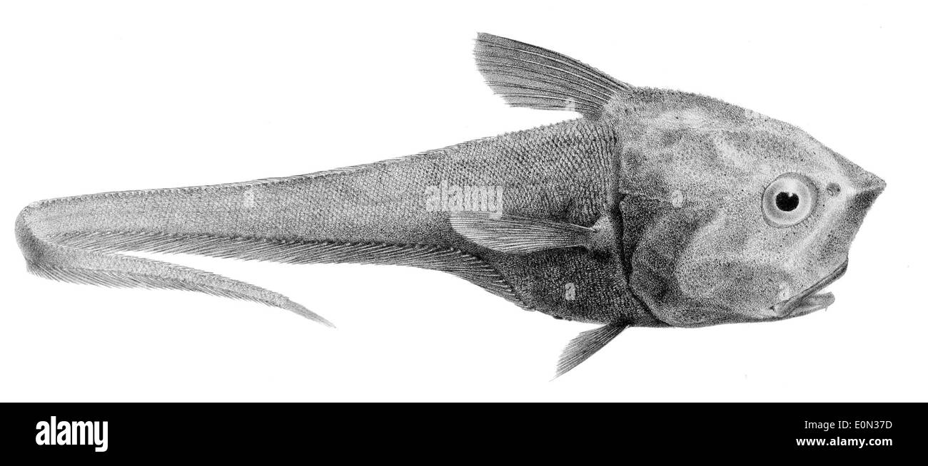 Cetonurus crassiceps, der Stout-Kabeljau, ist eine Fischart, die in den tiefen Gewässern des Nordatlantischen Ozeans vorkommt. Er zeichnet sich durch seinen großen, bauchigen Kopf und sein robustes Gehäuse aus. Stockfoto