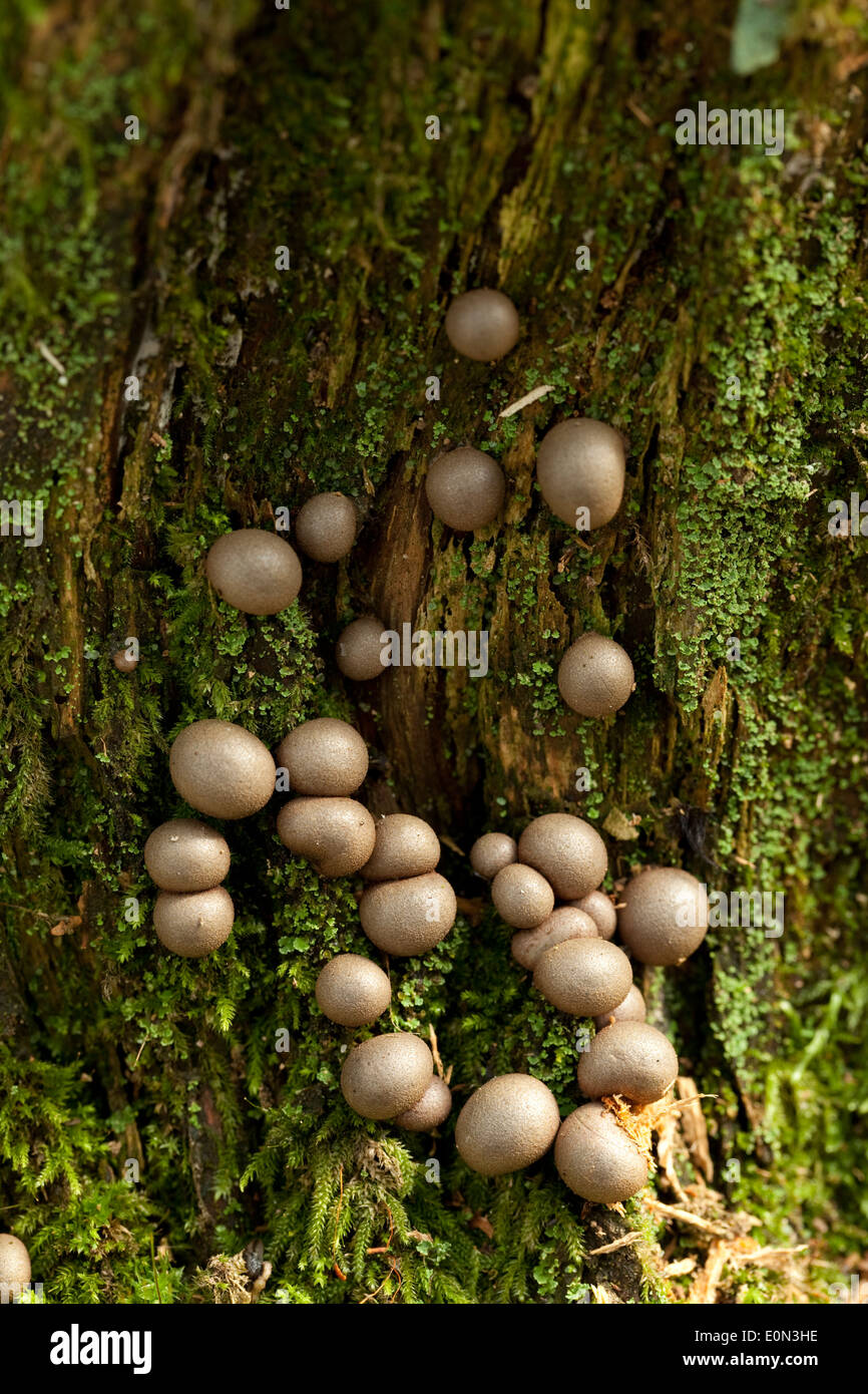 Baum sprießen Moos und braune Pilze Stockfoto